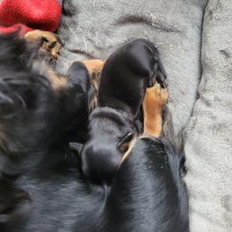Henry II - Black and tan male Dachshund puppy in Geneva, Florida from TGIF Doxies