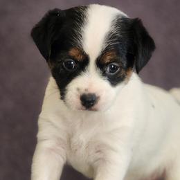 Parson Russell Terriers from Jumping Jack's Russell Terriers