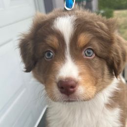 Remi - Red tri-color male Australian Shepherd puppy in Springfield, Oregon from Shelter Cove Aussies