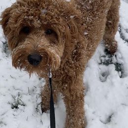 Goldendoodles from Goldendoodle AZ