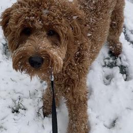 Goldendoodles from Goldendoodle AZ