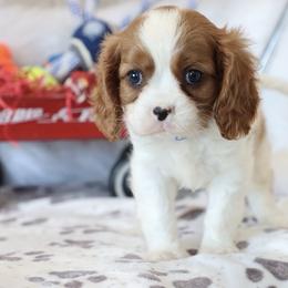 Alan-Blue Collar - Blenheim male Cavalier King Charles Spaniel puppy in Green Forest, Arkansas from Horseshoe Drive Kennel