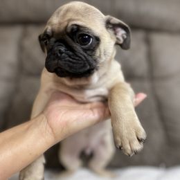 Pug Puppies from PugsncuddlesTN