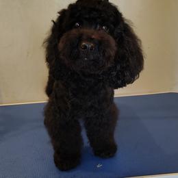 Luna - Goldendoodle