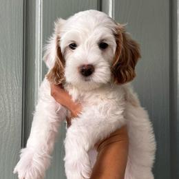 Boy 3 - Parti male Goldendoodle puppy in Elk Grove, California from Doodles by Faith