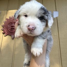 Duke - Blue merle and white male Cardigan Welsh Corgi puppy in Wekiwa Springs, Florida from It is Corgiland