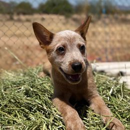 Mopsy - Red speckled male Australian Cattle Dog puppy in Tucson, Arizona from Soqui Ortiz Cattle Ranch