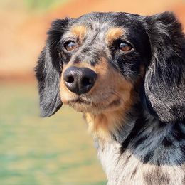 Dachshunds from El Dachshunds