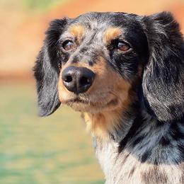 Dachshunds from El Dachshunds
