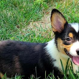 American Corgis and Pembroke Welsh Corgis from Bodacious Blues Kennels (American and Pembroke Welsh Corgis)