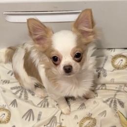 Latté - Cream and white male Chihuahua puppy in Hicksville, New York from Seaside Chihuahuas LLC