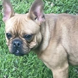 French Bulldog puppies from The Defender Farm