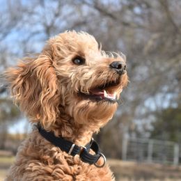 Timmy - Goldendoodle
