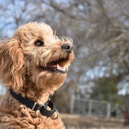 Timmy - Goldendoodle