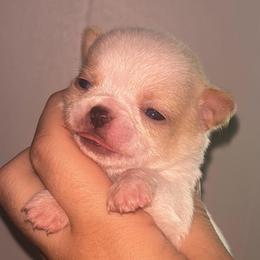 Dragon - Cream male Chihuahua puppy in New Castle, Delaware from Sasha’s Elite Kennel LLC