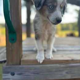 Hunter - Blue merle male Miniature Australian Shepherd puppy in Doddridge, Arkansas from Huddleston Farm
