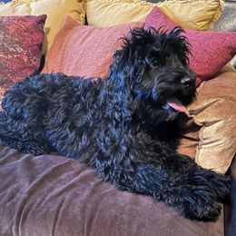 Little Mac - Black and white male Cavapoo puppy in Tempe, Arizona from Springerdoodles Plus AZ