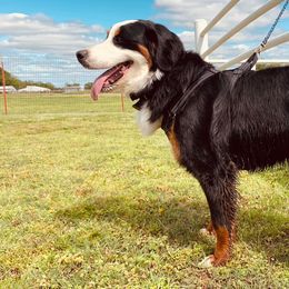 Bernedoodles, Bernese Mountain Dogs, and Cockapoos from Kallams Bernedoodles & Bernese Mountain Dogs