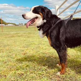 Bernedoodles, Bernese Mountain Dogs, and Cockapoos from Kallams Bernedoodles & Bernese Mountain Dogs