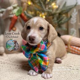Peony - Cream female Dachshund puppy in Fayetteville, West Virginia from Loop Creek Dachshunds