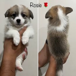 Companion Cross Puppies from Chilipoms