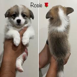 Companion Cross Puppies from Chilipoms