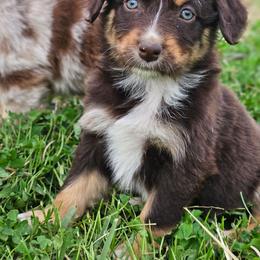 Poppy - Red tri-color female Australian Shepherd puppy in Silex, Missouri from Small Town Australian Shepherds