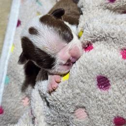 Charlotte Flair - Red female Boston Terrier puppy in Millers Creek, North Carolina from Tumbling Shoals Hilltop Bostons