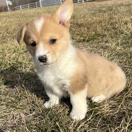 Candy - White and red female Pembroke Welsh Corgi puppy in Rolla, Missouri from Chapman Corgis