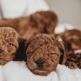 Bernedoodle and Poodle Puppies from Miranda’s Sunshine Kennels