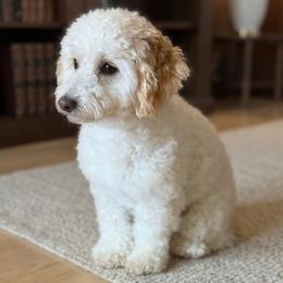 Ruby - Maltipoo