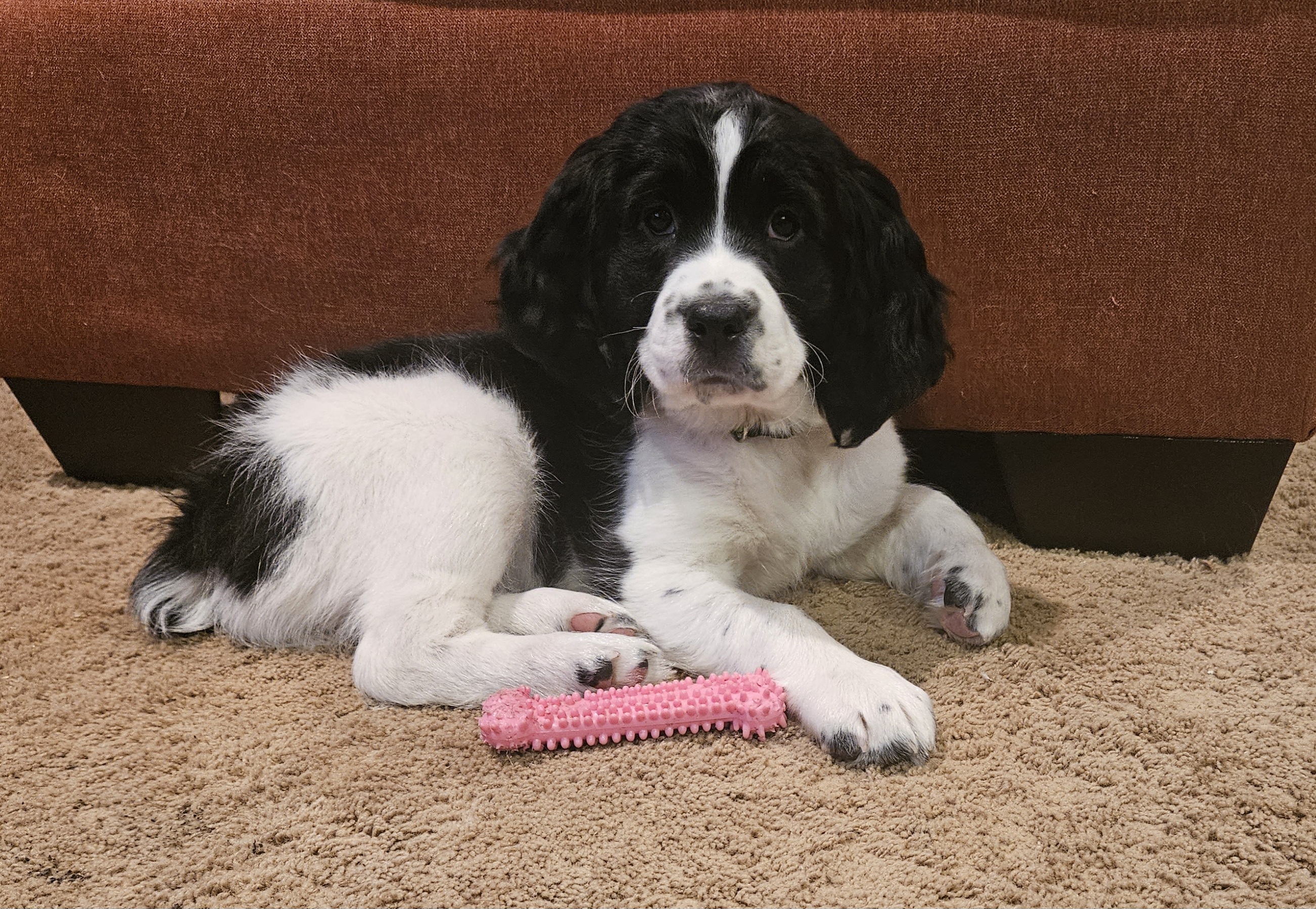 English Springer Spaniel Puppies from Homegrown Springers