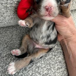 Red - Blue merle male Bernedoodle puppy in Curtice, Ohio from The Pink Doghouse