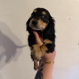 Mable - Dachshund