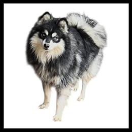 PA - Pomsky