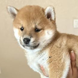 Shiba Inu from Adrianna Garduno