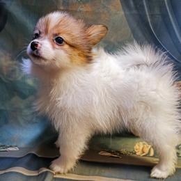 Joy - White female Companion Cross puppy in Davenport, Washington from Lovely Ladies and Little Asses Miniature Equines (L3A Pomeranians & Papillons)
