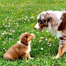 Tandy - Red tri-color female Australian Shepherd puppy in Spencerville, Ohio from Awesome Wigglin Aussies