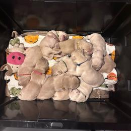 Boy 2 - Light golden male Golden Retriever puppy in Ravensdale, Washington from Raven Rock Puppies