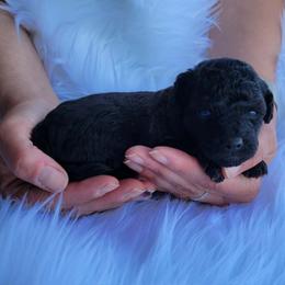 Karen - Phantom female Poodle puppy in Palmyra, Nebraska from Nebraska K9's