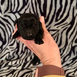 Bunny - Black female Labrador Retriever puppy in Richfield, Utah from Stormy River Retrievers