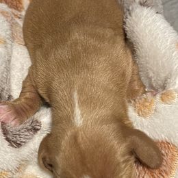 Dachshund Puppies from Carlin's Weiner Haus