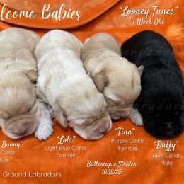 Lola - Yellow female Labrador Retriever puppy in Eaton Rapids, Michigan from Higher Ground Labradors