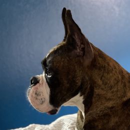 Stratus  - Boxer
