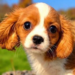 Rhody - Blenheim male Cavalier King Charles Spaniel puppy in Watsontown, Pennsylvania from Huntsman Cavaliers