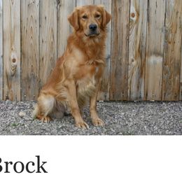 Golden Retriever All Grown Up from Jesse Hinckley's Golden Retrievers