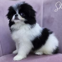 Sheppard - Black and white male Japanese Chin puppy in Johnson City, Tennessee from Erin & Friends Japanese Chin