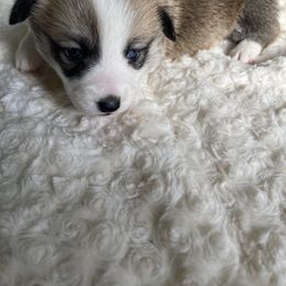 American Corgi Puppies from PNW Corgis