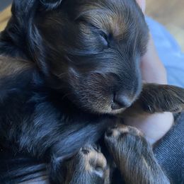 Dachshund Puppies from Jackie Radford