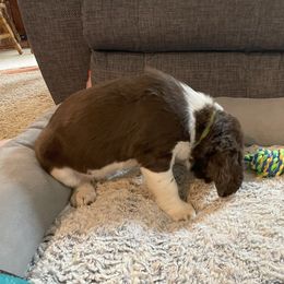 English Springer Spaniel Puppies from Timothy Naylor